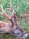 Pierwszy w �yciu rogacz �owny wiek 7lat.