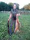Pierwszy lis strzelony z podarowanego od rodzic�w Browninga X-bolta :)