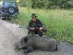 dzik pozyskany na zejsciu z kukurdzy waga 100kg niestety szable mia� po�amane ech
