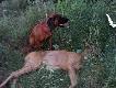 Drugi Rogacz sezonu, oraz towarzysz wsp�lnych �ow�w Fidel. Po �mierci poprzedniego psa zastanawia�em si� nad wyborem rasy , ale mi�o�� do posokowc�w wygra�a:)