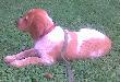 a to m�j pierwszy towarzysz �ow�w Spaik