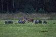 Nocne zdj�cie. Obok sporej chmary byk�w pokaza�y si� lochy, byki nie by�y zadowolone, bo ma�e biega�y pomi�dzy nimi.