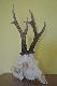 Wiek 7 lat, waga rogacza 500gram (brutto) wysoko�� 27cm. Jak koledzy my�licie ma szans� na br�z???