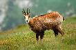 Uda�o mi si� podej�� kozic� na fajna odleg�o�� , podczas wycieczki na Czerwone Wierchy. Zakopane 2013