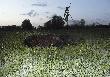 Wieczorny podch�d 5 przelatk�w, strza� na odleg�o�� 60m na sp�znion� komor� powala dzika w ogniu.
DB Maniek5