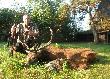 Ojciec przy swoim pokocie. Byk, nieregularny dwunastak, jednostronnie koronny, w 2giej klasie, strzelony z wieczora na �ciernisku a warchlaczek w nocy na kukurydzy. Darz b�r! :-)