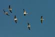 Pelikany r�owe. Delta Dunaju.