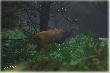 25.09.2013 zarycza� tylko raz i wystarczy�o �eby namierzy� go w m�odniku, mia� jedn� �anie z cielakiem. Darz B�r