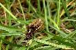 22.09.2013r.Spotkany na "my�liwskiej" �cie�ce :-) D�ugo�� ok 3 cm.
 Co to za robal?