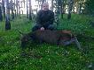 �ania strzelona dzi� rano pod koniec rykowiska waga tuszy 73kg