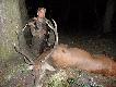 �smak, waga 147kg, wiek 8-9 lat.