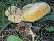 Ten tak fajnie wygl�da� :-) taki mechaty.