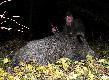W ko�cu doczeka�em si� ody�ca :-) 98 kg, or� s�aby (kukurydziany dzik). Jest to m�j 105 dzik.