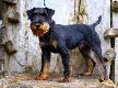 �otr Lisia Przygoda III norowiec cyklu Biesiad Norowc�w 2013;    o: Borzvari Canten  x  m.  Rea