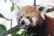 ZOO. Panda ma�a. 20-10-2013