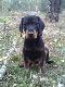 Canon od Fiszera (8 tygodniowy, m�j nowy nabytek)