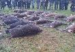 Drugi dzie� polowania z zLutomia, na pokocie: 16 jeleni, 10 dzik�w, 7 lis�w.