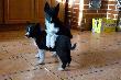 Dziewczyny  BELLA i BINA same ustawi�y poz� do zdj�cia.