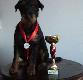Pierwszy CACIB w rodzinie.            Zwyci�stwo Rasy                     Mi�dzynarodowa Wystawa Kielce 2013