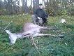 FASTER i �ania postrzelona w pierwszym miocie, kt�r� pies odnalaz� i oszczeka� 