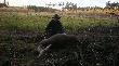 08-11-2013 Trzy tygodnie polowa� i pierwsza wychodzona �ania. 