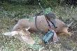 ...odda�em kolejny strza� do �ani na oko�o 170 metr�w... 