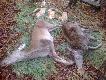 Pokot tego pi�knego polowania, m�j "wk�ad" to zaj�c-na jelenia Hubert ka�e czeka� dalej...