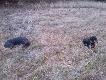 Po dw�ch dniach pracy Kora Kozacka Per�a i Glassa spod KV forumowego Z Lutomia od�o�enie robi� na pi�tk�:)))