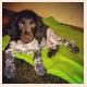 Ma�y M�nsterl�nder Clif Duki, ojciec Dayo von der Wolfsschlucht, matka Freny z Florianova dvora