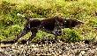 Archie - m�j mistrz wystawiania :) :)