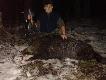 Drugi dzik w karierze. Pozyskany 15.12.2013r ok godziniy 1.00 na n�cisku. Ody�czak - 58kg.