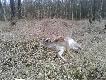 D �ania 18-12-2013r. waga 27kg.