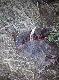 wczorajszy odyn kol.Roberta dobrze ze nie by�o przy nim ps�w