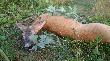 Troche lata... My�kusik w pierwszej g�owie .