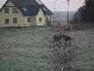 cz�owiek chodzi po lasach �eby co� zobaczy� a dzi� rano moj� wiosk� odwiedzi�y dwa �osie.by�y pod domem s�siad�w