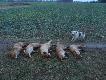09.01.2014 pierwsze polowanie na stogach w karierze i ladny wynik w zaledwie trzy godziny. (jednemu uda�o sie umkn��)