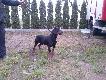 CAR OD RIECKI kt�ry niedawno zosta� przywieziony ze S�owacji