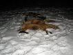 23.01.2014r. zestaw na lisy tj. sztucer w kalibrze 223 Rem, bipod i wabik "Scotch Predator Call" ;-). Wyskoczy�em dos�ownie na godzink�. Dwa razy wabi�em i przysz�y 2 lisy. Ten wy�ej podszed� do mnie z ty�u pod wiatr przechodz�c moim tropem na 3 m i si� przygl�da�- "gdzie ten zaj�c". Po d�u�ej chwili wsta�em, a ten odbieg� na 20 m i dalej si� patrzy. Strzeli�em z wolnej r�ki i jak wida� na fotce troch� go kula zniszczy�a.... Nigdy nie spotka�em si� z takim zachowaniem u lisa. Drugi ju� prawid�owo ostro�nie przyszed� i  zauwa�y�em go dopiero jak wyszed� z rowu na jakie� 70-80m. Jak przystan�� to krzy� na komor� i zosta�.
Fajny wypad, by�o -15.
Darz B�r.