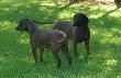 Nora Z�oty B�r na pierwszy planie