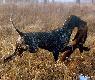 NEFRA Hubert�wka znad Parsety (Archie Keiviento x Fiona Kajminia)