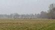 Chmara ok 50 szt. Naliczy�em ponad 10 byk�w...zdj�cia kiepskie bo z tel  i pogoda masakryczna...