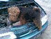 Pomocnik
Dobry pies pomoe nawet przy samochodzie ;)