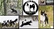 BearBustersFCI  Karelian Bear Dog Kennel
