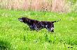 Archie w st�jce :)