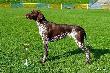 NERDA Hubert�wka znad Parsety (Archie Keiviento x Fiona Kajminia)