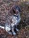 Wingmark`s EEWA NELLY (Archie Keiviento x Wingmark`s Cinta)