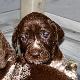 3 tygodniowe szczenieta "v.d. Blanke Biele" (Archie Keiviento x Tessa v.d. Blanke Biele)