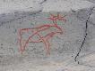 Foto 162.
Ryty naskalne:
Renifer.