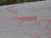Foto 188: Ryty naskalne: renifer.