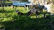 Trzeba troch� oszczeka� Fig�